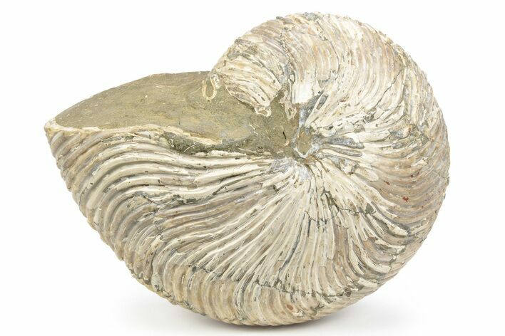Fossil Nautilus (Cymatoceras) - Madagascar #241032